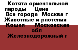 Котята ориентальной пароды  › Цена ­ 12 000 - Все города, Москва г. Животные и растения » Кошки   . Московская обл.,Железнодорожный г.